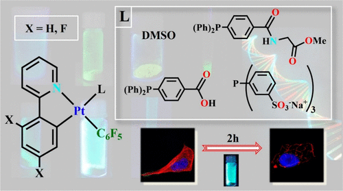 Luminescent Cycloplatinated Complexes With Biologically Relevant Phosphine Ligands Optical And Cytotoxic Properties Inorganic Chemistry X Mol