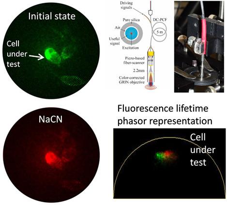 A Readily Usable Two-photon Fluorescence Lifetime Microendoscope ...