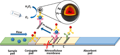 Staining Traditional Colloidal Gold Test Strips With Pt Nanoshell ...