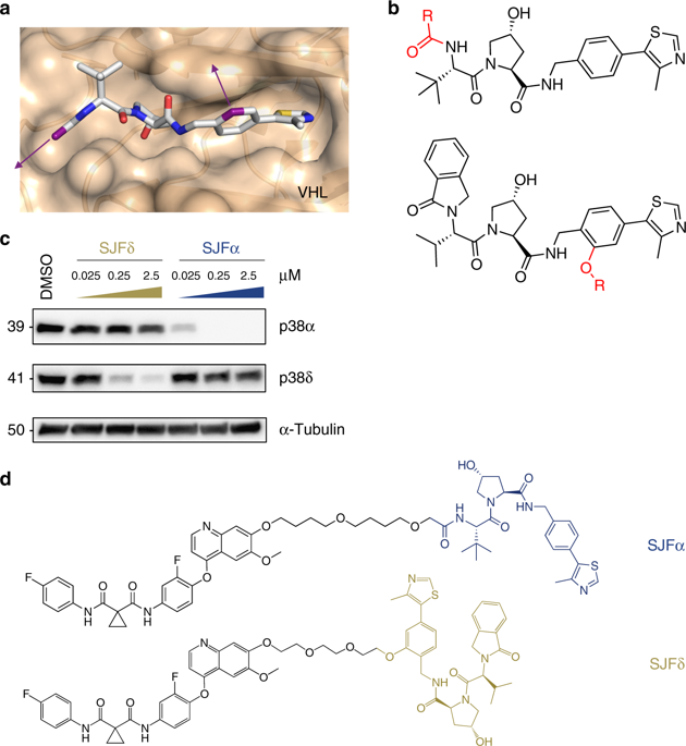 Differential Protac Substrate Specificity Dictated By Orientation Of Recruited Ligase Nature Communications X Mol