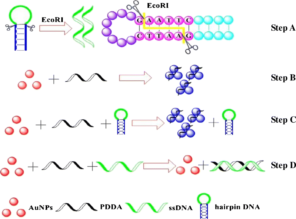 hairpin dna