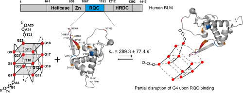 Nmr Investigation Of The Interaction Between The Recq C Terminal Domain Of Human Bloom Syndrome Protein And G Quadruplex Dna From The Human C Myc Promoter Journal Of Molecular Biology X Mol