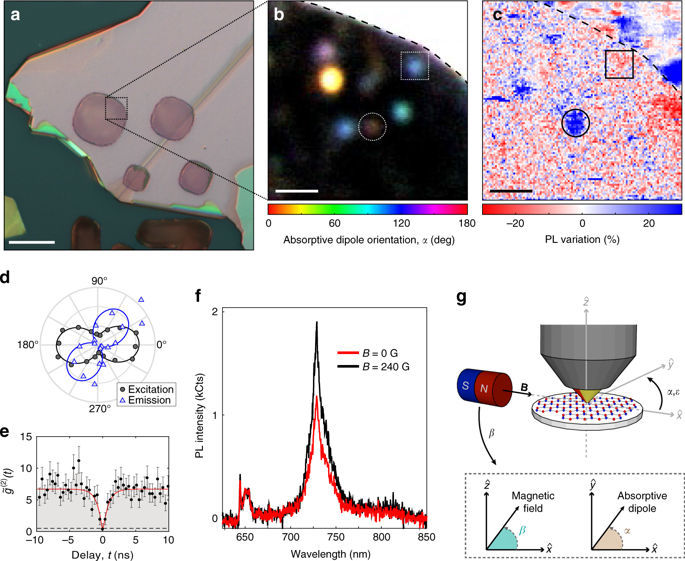 Magnetic Field Dependent Quantum Emission In Hexagonal Boron