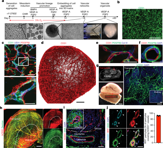 Human Blood Vessel Organoids As A Model Of Diabetic Vasculopathy,Nature ...