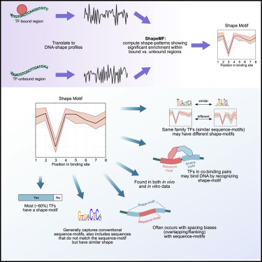 A De Novo Shape Motif Discovery Algorithm Reveals Preferences Of ...