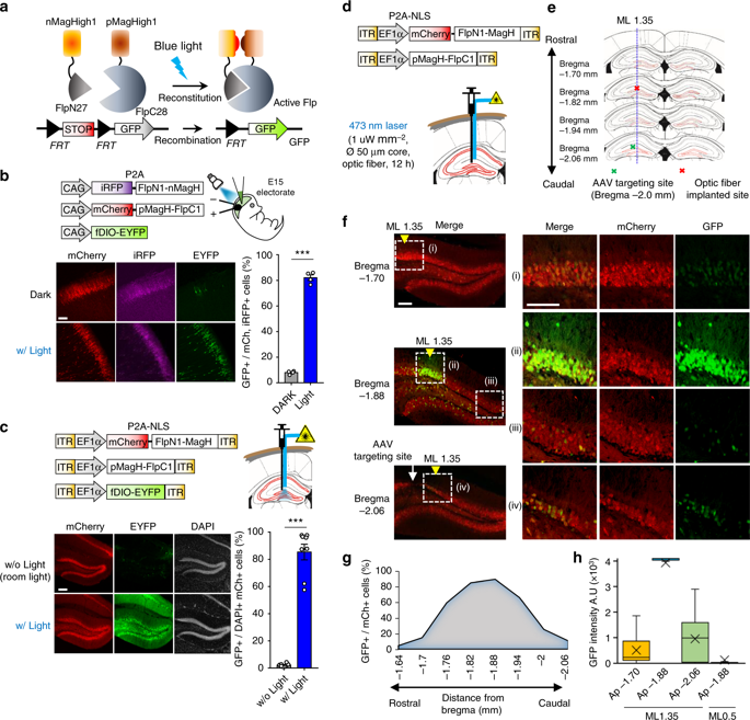 Noninvasive Optical Activation Of Flp Recombinase For Genetic Manipulation In Deep Mouse Brain Regions Nature Communications X Mol