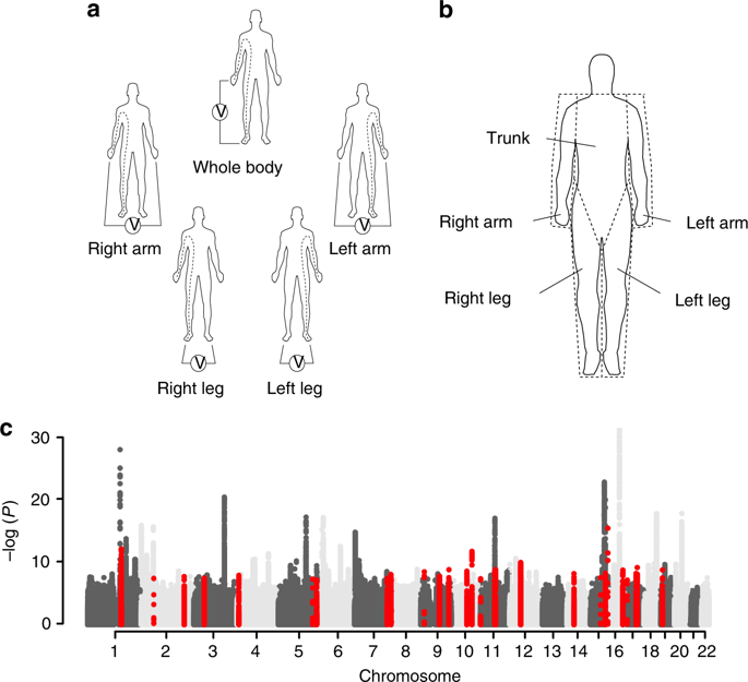 Genome Wide Association Study Of Body Fat Distribution Identifies Adiposity Loci And Sex Specific Genetic Effects Nature Communications X Mol