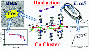 Synthesis Of A New Acetate Bridged Cu Ii Building Block Generated 1d Polymer And Studies On Structural Magnetic Antibacterial And Anticancer Properties New Journal Of Chemistry X Mol