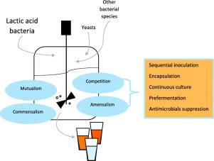 Liquid-phase Food Fermentations With Microbial Consortia Involving ...