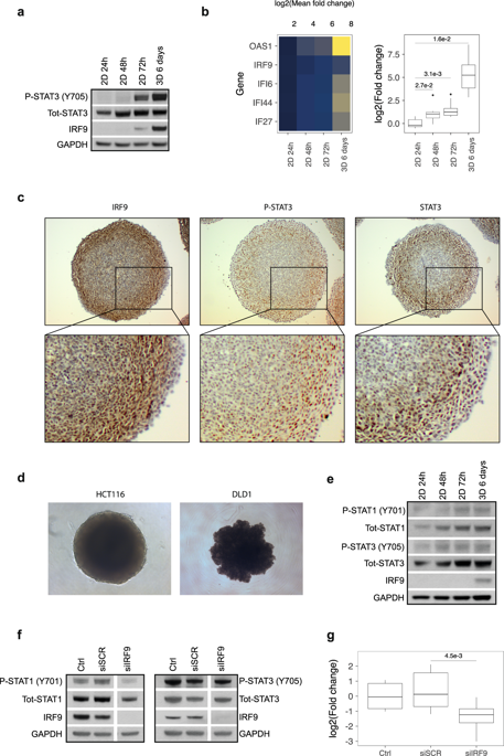 Stat3 Is Activated In Multicellular Spheroids Of Colon Carcinoma Cells And Mediates Expression Of Irf9 And Interferon Stimulated Genes Sci Rep X Mol