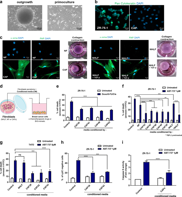 Interactions Between Cancer Associated Fibroblasts And Tumor Cells Promote Mcl 1 Dependency In Estrogen Receptor Positive Breast Cancers Oncogene X Mol