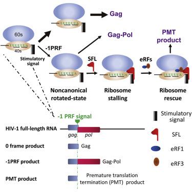 Regulation Of Hiv 1 Gag Pol Expression By Shiftless An Inhibitor Of