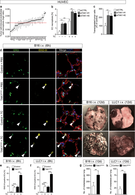 TAK1 Regulates Endothelial Cell Necroptosis And Tumor Metastasis.,Cell ...