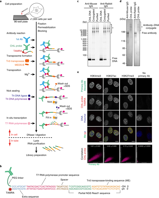 A Chromatin Integration Labelling Method Enables Epigenomic Profiling ...