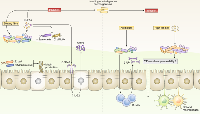 The Role Of The Microbiota In Infectious Diseases.,Nature Microbiology ...