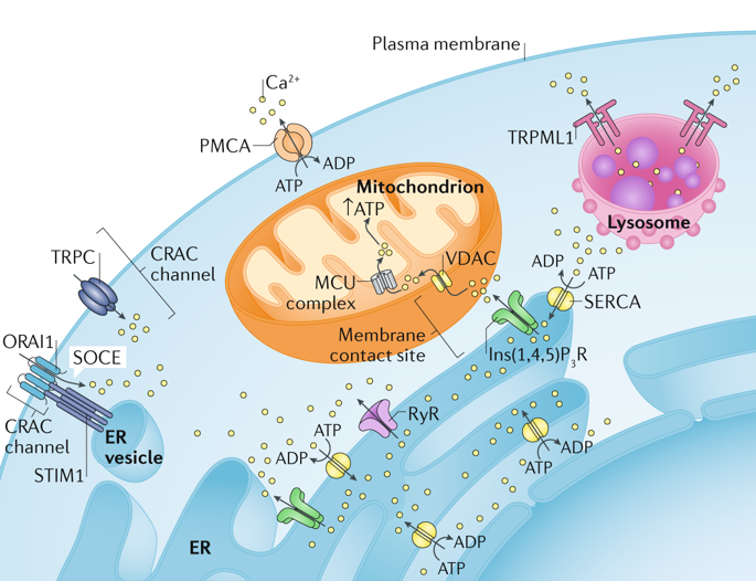 The Machineries, Regulation And Cellular Functions Of Mitochondrial ...