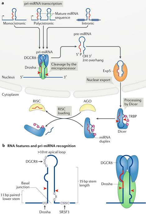 Regulation Of MicroRNA Biogenesis And Its Crosstalk With Other Cellular ...