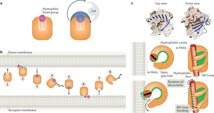 Lipid Transfer Proteins The Lipid Commute Via Shuttles Bridges And Tubes Nature Reviews