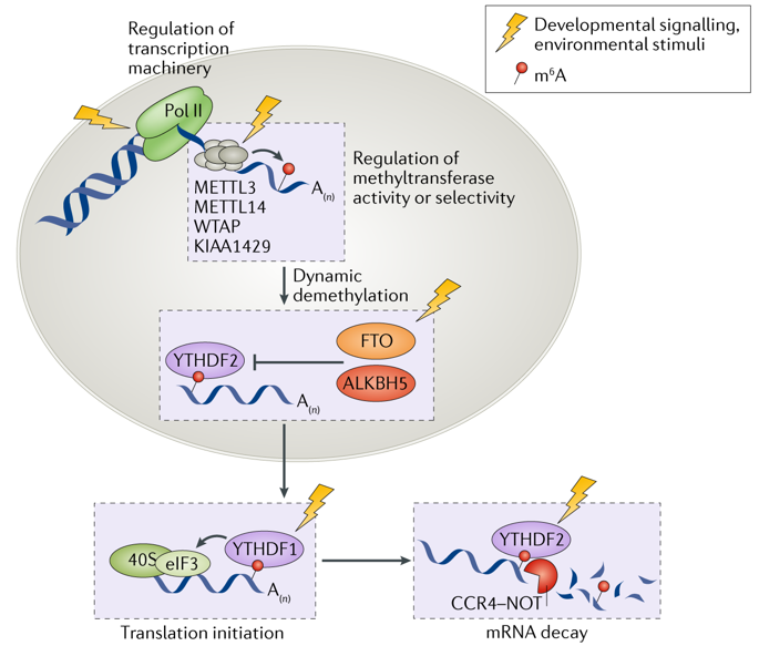 publisher-correction-post-transcriptional-gene-regulation-by-mrna