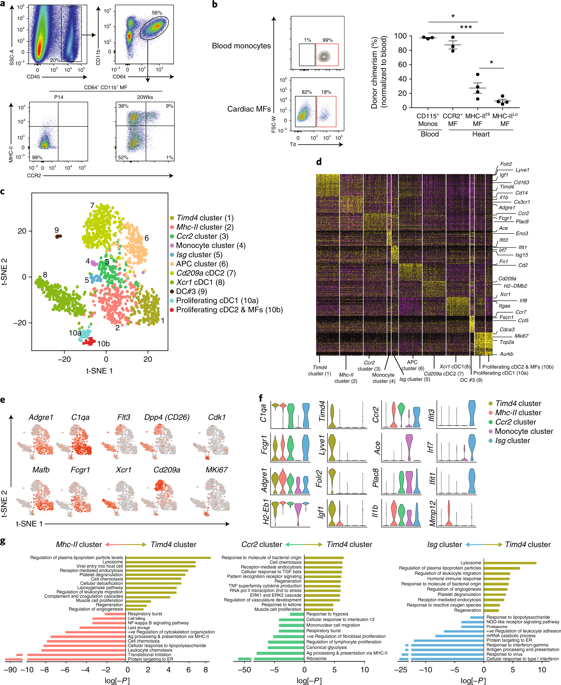 Self-renewing Resident Cardiac Macrophages Limit Adverse Remodeling ...