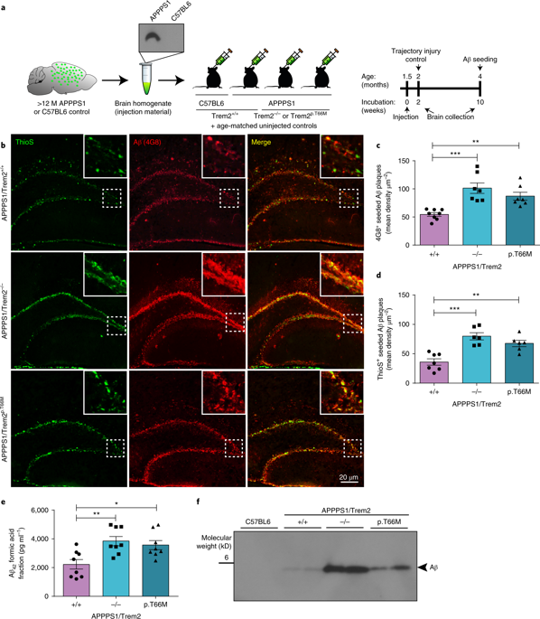 Loss of TREM2 function increases amyloid seeding but reduces plaque ...