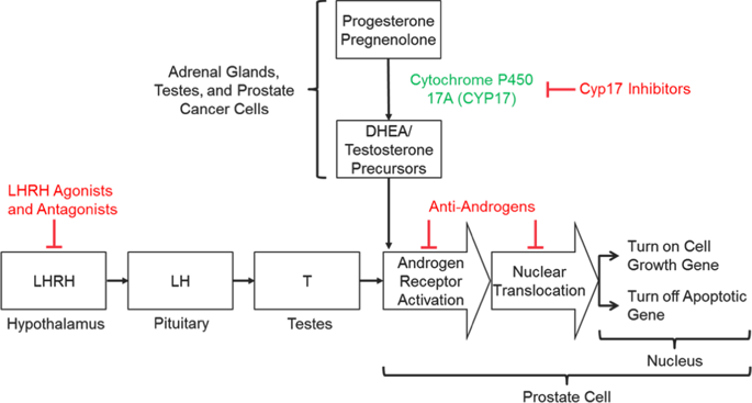 Androgen-targeted Therapy In Men With Prostate Cancer: Evolving ...