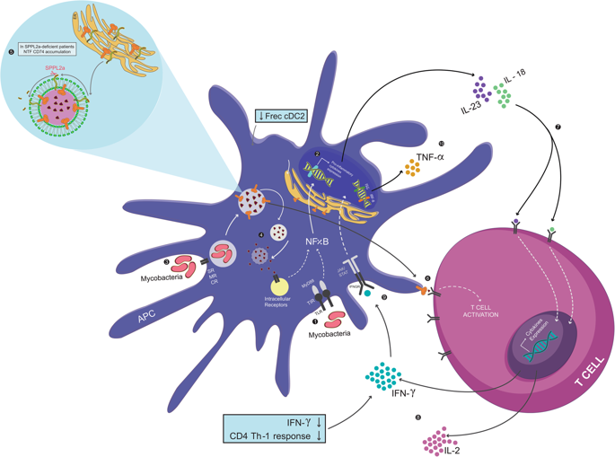 Insights On The Crosstalk Between Dendritic Cells And Helper T Cells In ...