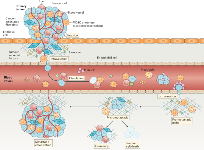 A Framework For The Development Of Effective Anti Metastatic Agentsnature Reviews Clinical 4613