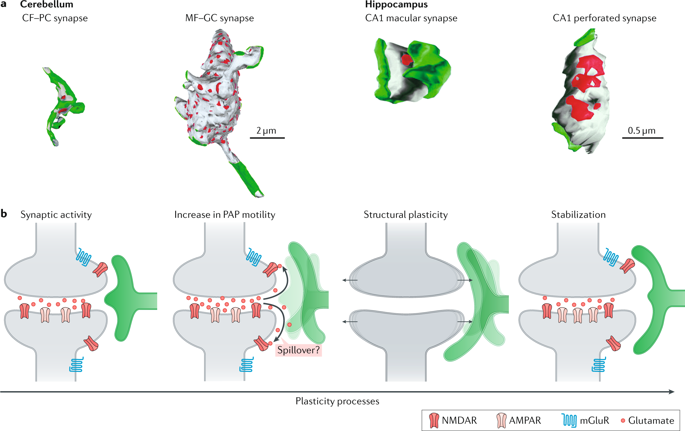 Versatile Control Of Synaptic Circuits By Astrocytes: Where, When And ...