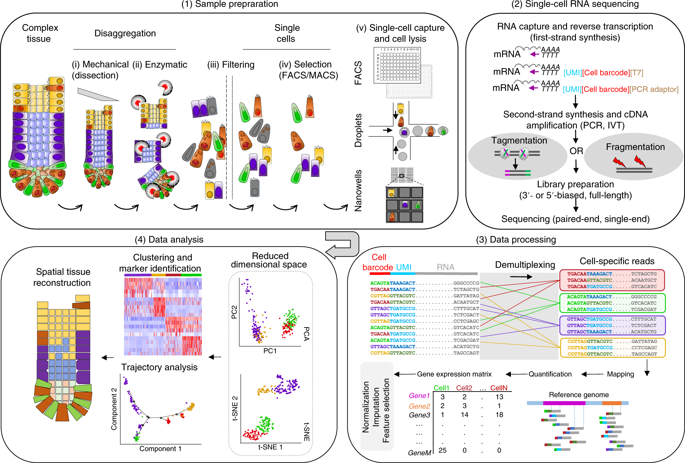 Tutorial: Guidelines For The Experimental Design Of Single-cell RNA Sequencing Studies.,Nature ...