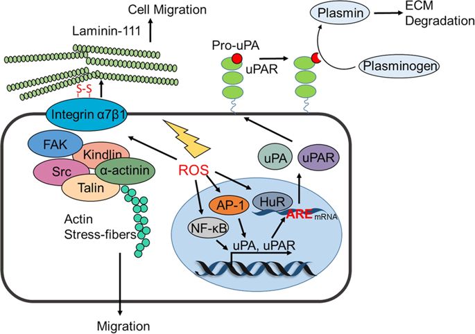 Redox Regulation In Tumor Cell Epithelial-mesenchymal Transition ...