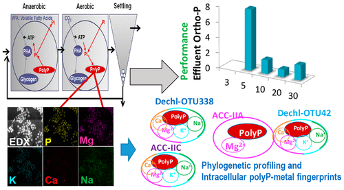 The Composition And Implications Of Polyphosphate Metal In Enhanced Biological Phosphorus Removal Systems Environmental Science Technology X Mol