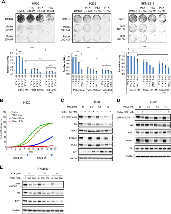 Combining CDK4/6 Inhibition With Taxanes Enhances Anti-tumor Efficacy ...