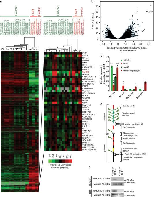 dual-rna-seq-identifies-human-mucosal-immunity-protein-mucin-13-as-a