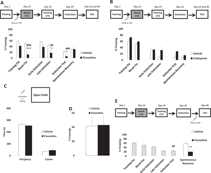 Chronic Fluoxetine Prevents Fear Memory Generalization And Enhances Subsequent Extinction By Remodeling Hippocampal Dendritic Spines And Slowing Down Systems Consolidation Translational Psychiatry X Mol