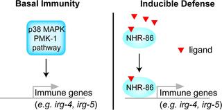 The Nuclear Hormone Receptor Nhr 86 Controls Anti Pathogen Responses In C Elegans Plos Genetics X Mol