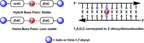 Functionalized Silver Ion Mediated A Dc B Dc Hybrid Base Pairs With Exceptional Stability A D 5 Iodo 2 Deoxycytidine And Its Octadiynyl Derivative In Metal Dna Chemistry A European Journal X Mol