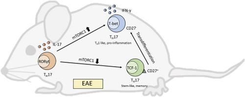 Mtor Is Key To T Cell Transdifferentiationcell Metabolism X Mol