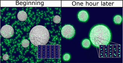 Antifouling Microparticles To Scavenge Lipopolysaccharide From Human Blood Plasma Biomacromolecules X Mol