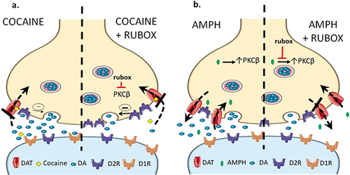 Ruboxistaurin Reduces Cocaine Stimulated Increases In