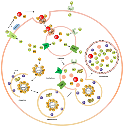 Iron Dysregulation In Parkinson S Disease Focused On The Autophagy Lysosome Pathway Acs Chemical Neuroscience X Mol