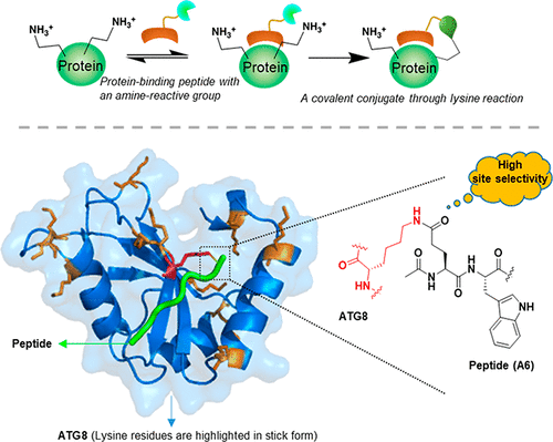 Site-Selective Lysine Reactions Guided By Protein–Peptide Interaction ...