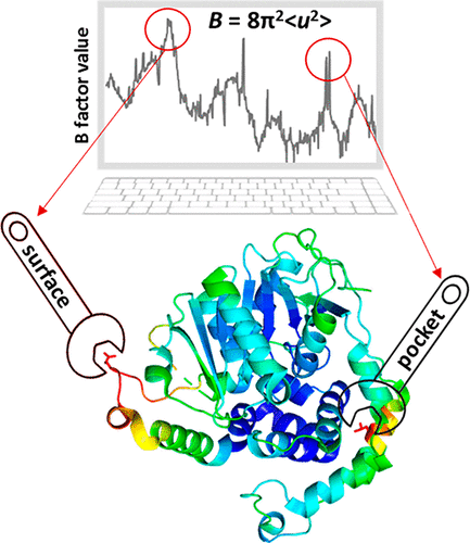 Utility Of B-Factors In Protein Science: Interpreting Rigidity ...