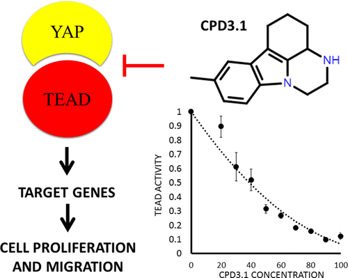 Antiproliferative And Antimigratory Effects Of A Novel YAP-TEAD ...