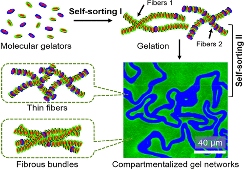 Hierarchically Compartmentalized Supramolecular Gels Through Multilevel ...