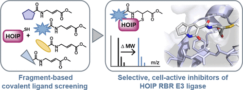 Fragment-based Covalent Ligand Screening Enables Rapid Discovery Of ...