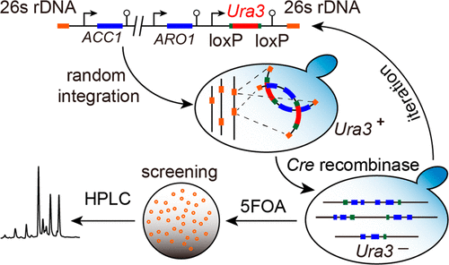 Combining 26s Rdna And The Cre Loxp System For Iterative Gene Integration And Efficient Marker Curation In Yarrowia Lipolytica Acs Synthetic Biology X Mol