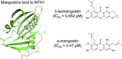 Discovery of a new class of MTH1 inhibitor by X-ray