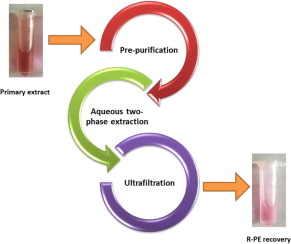 Aqueous Two Phase Extraction Of R Phycoerythrin From Marine Macro Algae Gelidium Pusillum Bioresource Technology X Mol