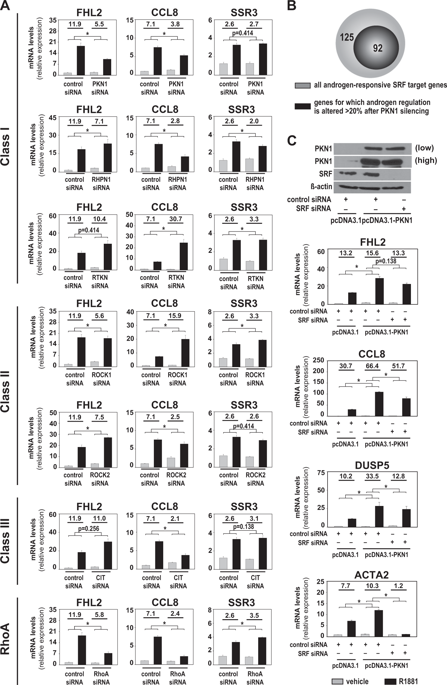 protein-kinase-n1-control-of-androgen-responsive-serum-response-factor